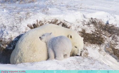 Snuggles in the Cold