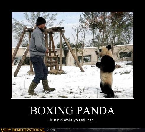 BOXING PANDA