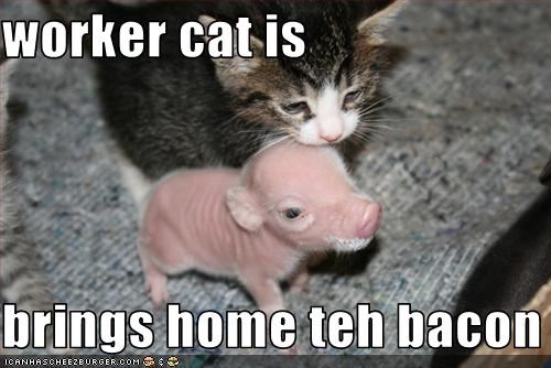 worker cat is  brings home teh bacon
