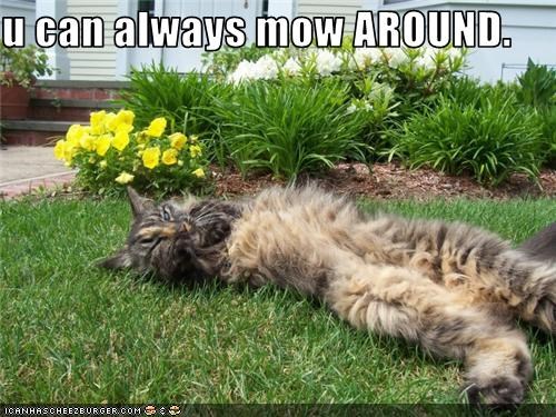 u can always mow AROUND.