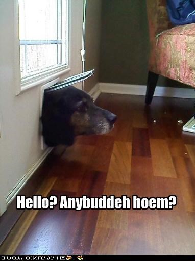 Hello? Anybuddeh hoem?