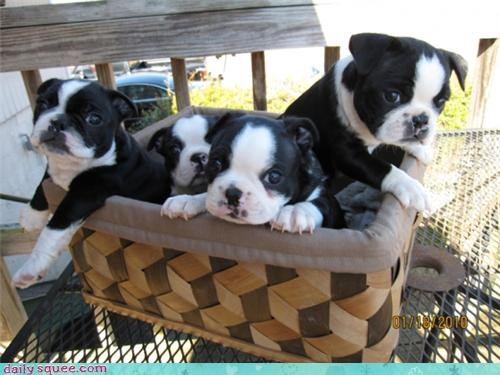 Box O' Bostons