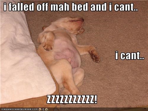 i falled off mah bed and i cant.. i cant.. ZZZZZZZZZZZ!