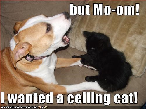 but Mo-om!  I wanted a ceiling cat!