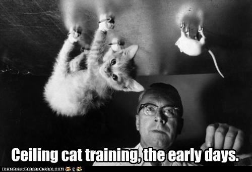 Ceiling cat training, the early days.