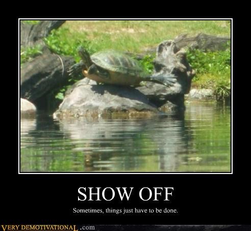 One Showboating Turtle