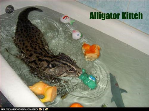 Alligator Kitteh