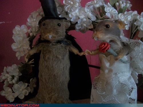 Quickest Way to Ruin a Wedding Cake: Taxidermied Topper 