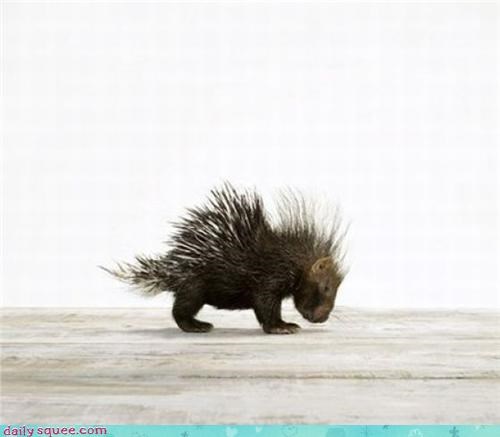 Baby Prickles!