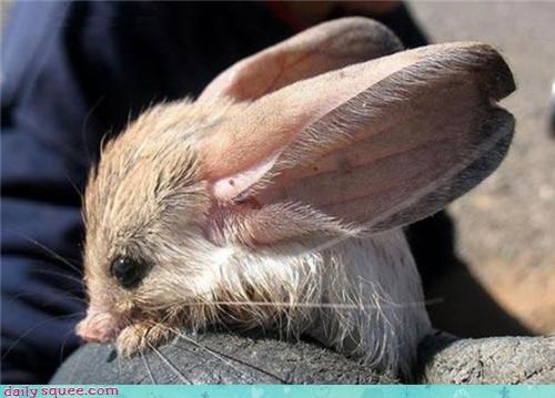 All Ears