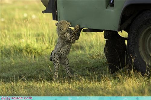 Cheetah Cub Vs Jeep