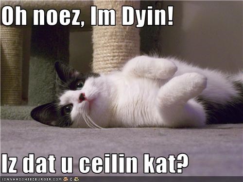 Oh noez, Im Dyin!  Iz dat u ceilin kat?