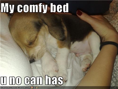 My comfy bed  u no can has