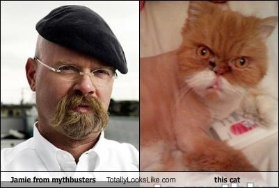 Jamie from mythbusters Totally Looks Like this cat
