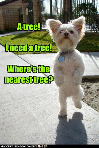 A tree!  I need a tree!  Where's the nearest tree?