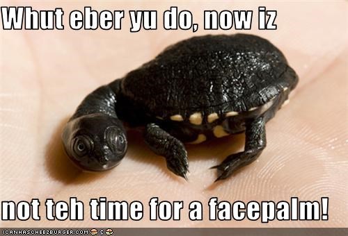 Whut eber yu do, now iz  not teh time for a facepalm!