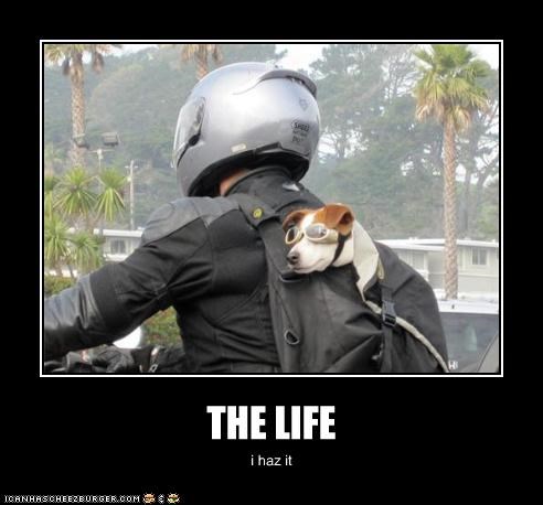 THE LIFE