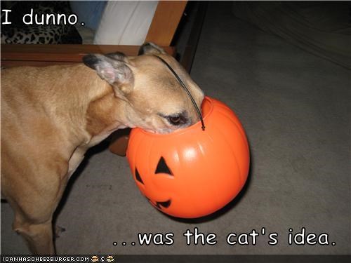 I dunno.  ...was the cat's idea.