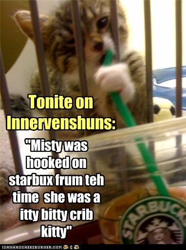 "Misty was hooked on starbux frum teh time  she was a itty bitty crib kitty"
