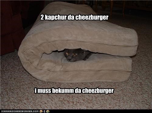 2 kapchur da cheezburger