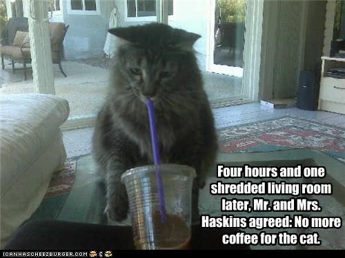Four hours and one shredded living room later, Mr. and Mrs. Haskins agreed: No more coffee for the cat.