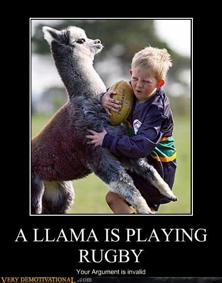 A LLAMA IS PLAYING RUGBY
