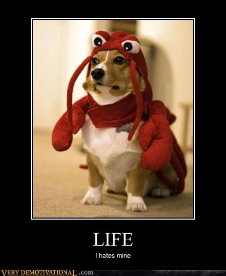 LIFE