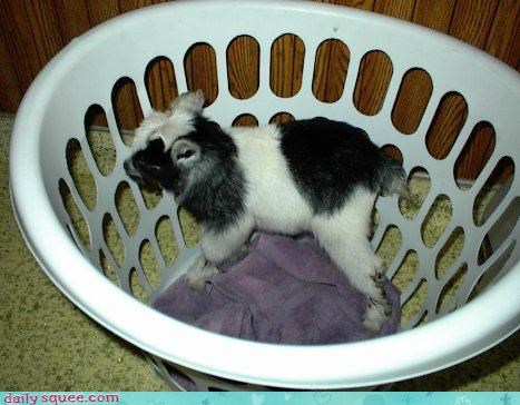 Goat Outta My Laundry