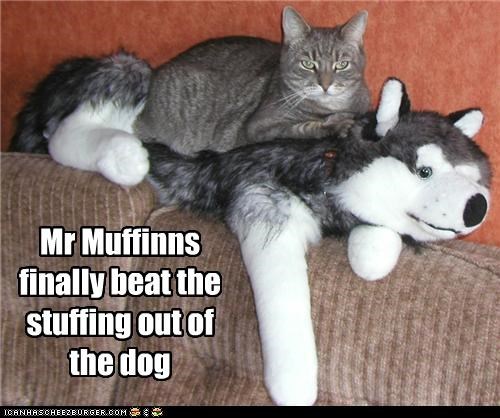 Mr Muffinns finally beat the stuffing out of the dog