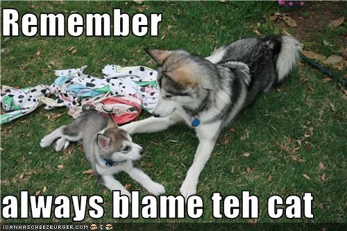Remember  always blame teh cat