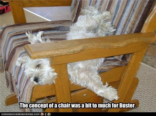 The concept of a chair was a bit to much for Buster.