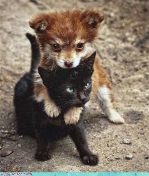 I Protect You Tiny Kitty