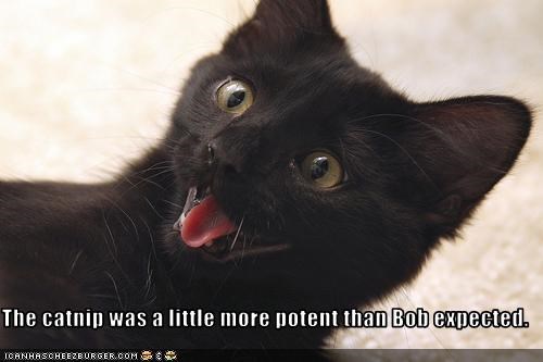 The catnip was a little more potent than Bob expected.