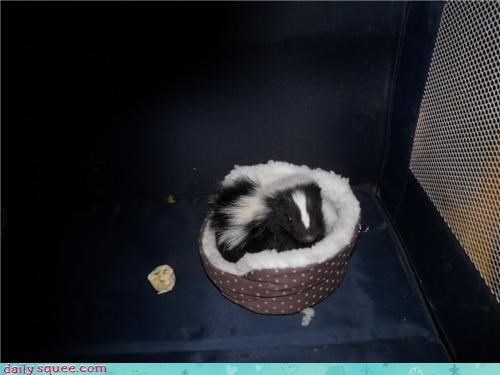 Orphaned Skunklet!