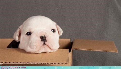 A Boxer Puppy I Presume?