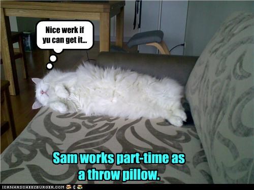 Sam works part-time as a throw pillow.