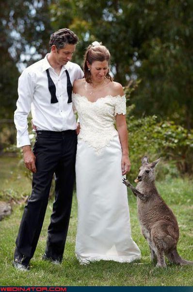 Always So Awkward When A Kangaroo Eats the Ring