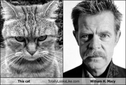This cat Totally Looks Like William H. Macy
