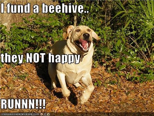 I fund a beehive.. they NOT happy RUNNN!!!