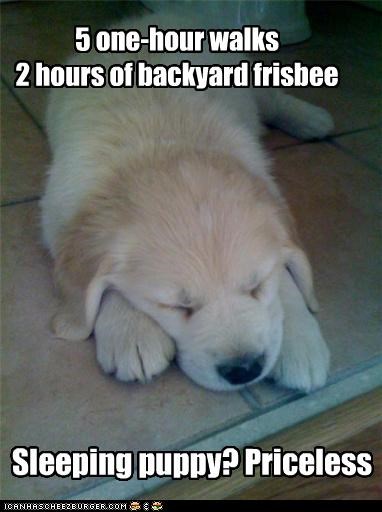 5 one-hour walks 2 hours of backyard frisbee