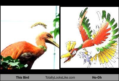 This Bird Totally Looks Like Ho-Oh