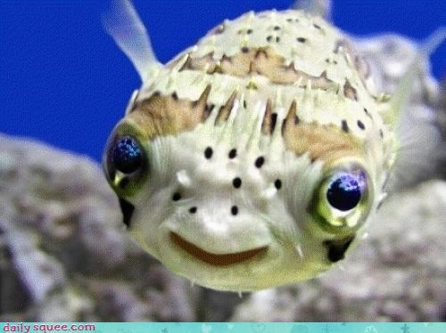 Sweet Puffer Fish
