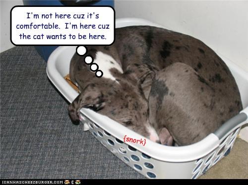 I'm not here cuz it's comfortable.  I'm here cuz the cat wants to be here.