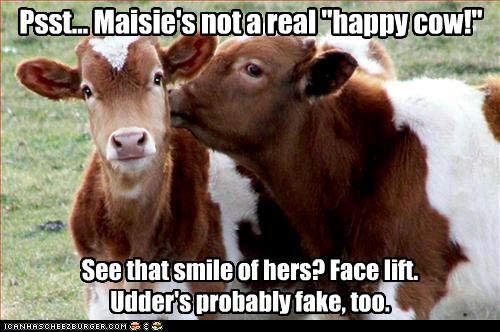 Psst... Maisie's not a real "happy cow!"