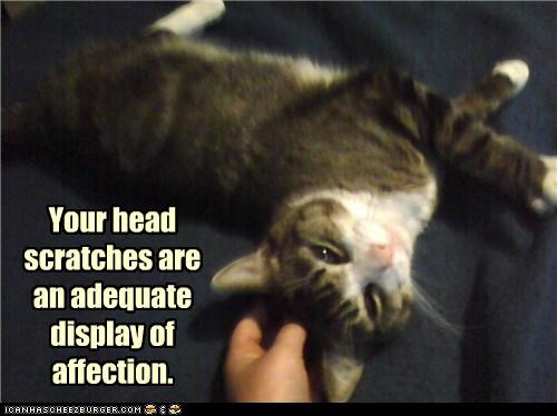 Your head scratches are an adequate display of affection.