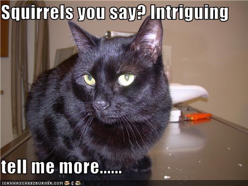 Squirrels you say? Intriguing  tell me more......