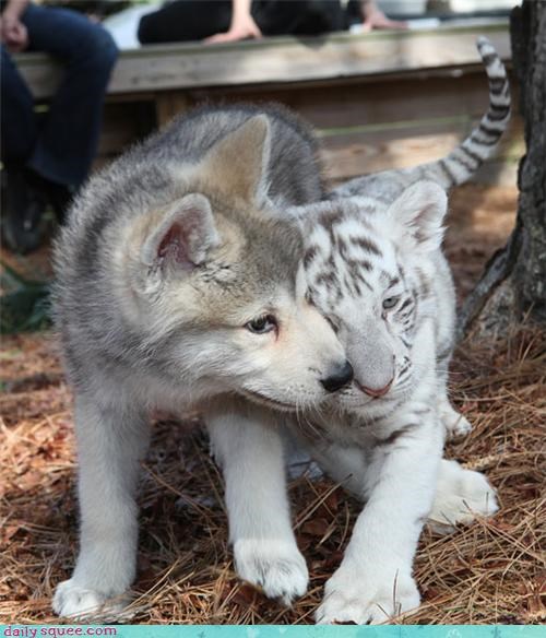 Buddies in Cute