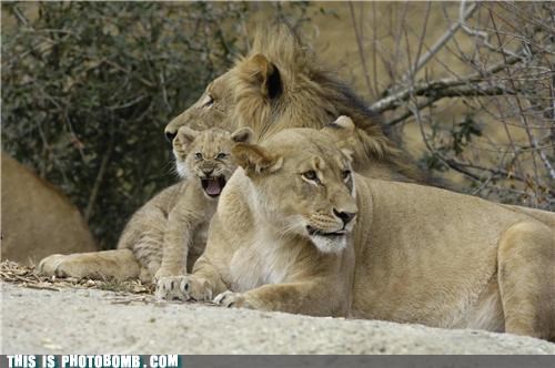 Tiny Rawr!!!!