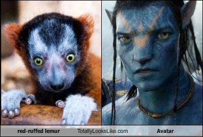red-ruffed lemur Totally Looks Like Avatar