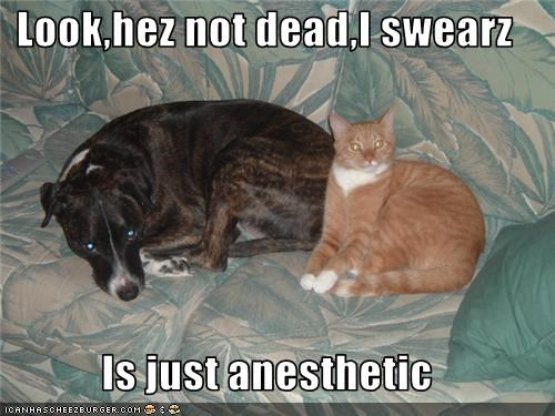 Look,hez not dead,I swearz  Is just anesthetic